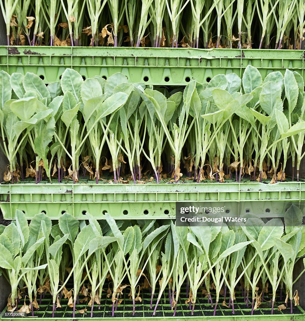 Seedlings in trays, close up.