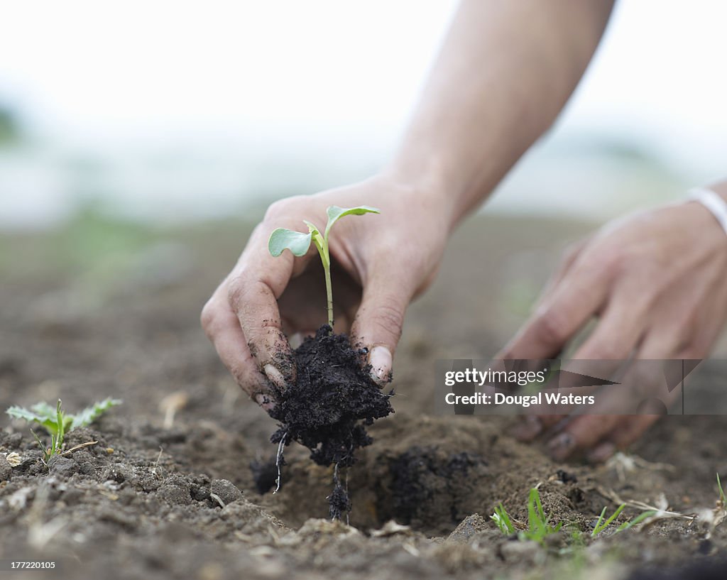Seedling being planted in ground.