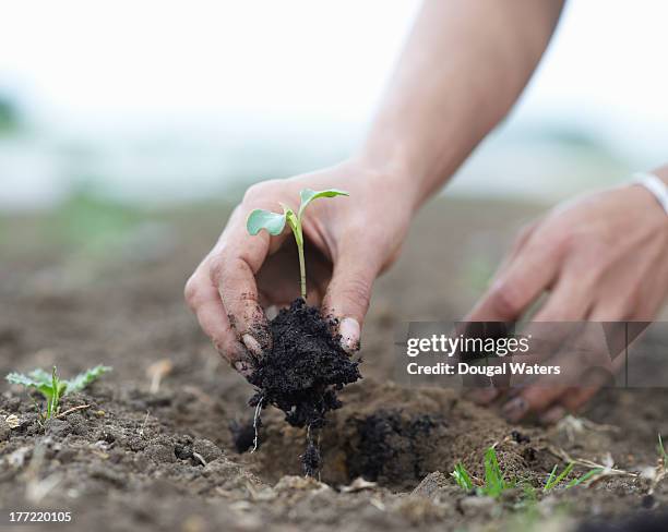 seedling being planted in ground. - seedling stock pictures, royalty-free photos & images