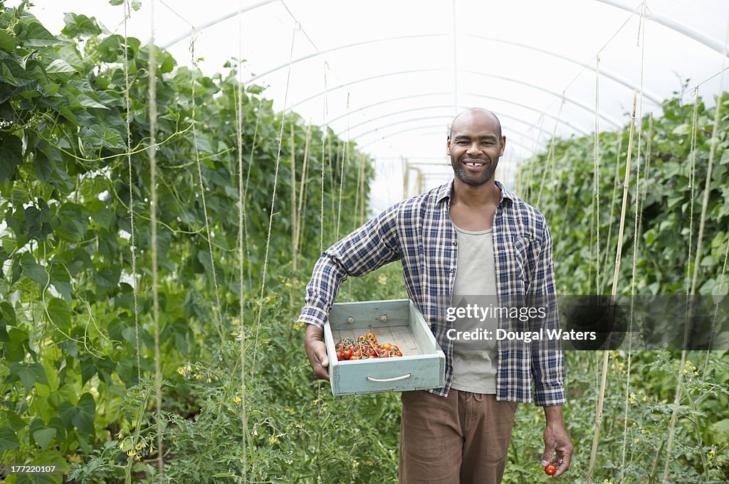 Man standing in poly tunnel with tray of tomatoes.