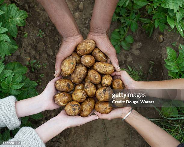 multicultural hands holding fresh potatoes. - self sufficiency fotografías e imágenes de stock