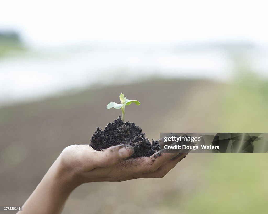 Seedling in palm of hand.