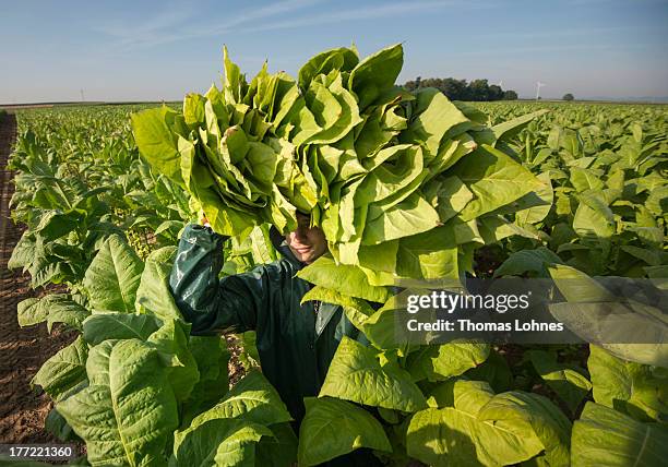 Hungarian guest-workers harvest tobacco of the brand Vergian on a field from tobacco-farmer Guido Hoerner on August 22, 2013 in Ottersheim, Germany....