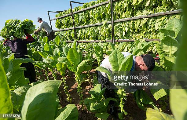 Hungarian guest-workers harvest tobacco of the brand Vergian on a field from tobacco-farmer Guido Hoerner on August 22, 2013 in Ottersheim, Germany....