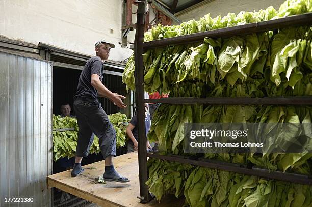 Hungarian guest-workers carry tobacco leaves of the brand Vergian to the dryer box at Guido Hoerner's tobacco-farm on August 22, 2013 in Ottersheim,...