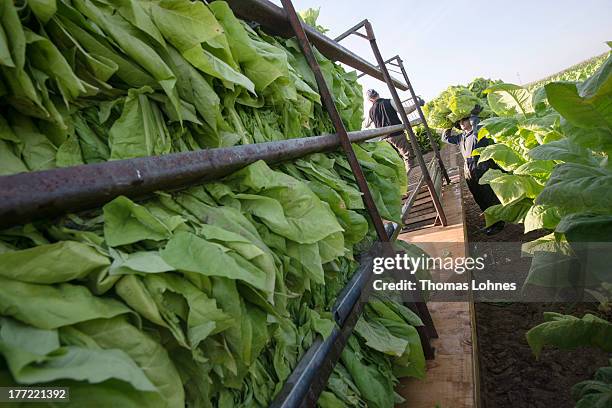 Hungarian guest-workers harvest tobacco of the brand Vergian on a field from tobacco-farmer Guido Hoerner on August 22, 2013 in Ottersheim, Germany....