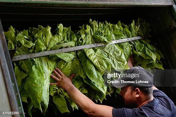 Hungarian guest-workers carry tobacco leaves of the brand Vergian to the dryer box at Guido Hoerner's tobacco-farm on August 22, 2013 in Ottersheim,...