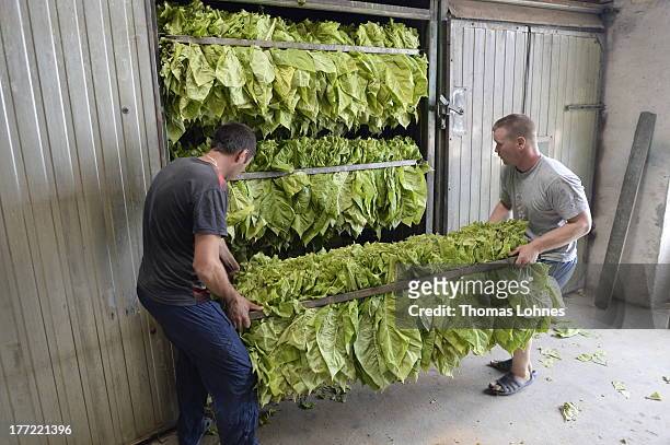 Hungarian guest-workers carry tobacco leaves of the brand Vergian to the dryer box at Guido Hoerner's tobacco-farm on August 22, 2013 in Ottersheim,...