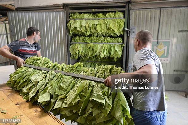 Hungarian guest-workers carry tobacco leaves of the brand Vergian to the dryer box at Guido Hoerner's tobacco-farm on August 22, 2013 in Ottersheim,...