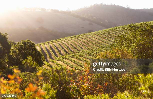 tranqui napa valley scene backlit by warm sunlight - napa californie photos et images de collection