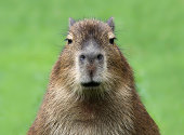 Young Capybara (Hydrochoerus hydrochaeris)