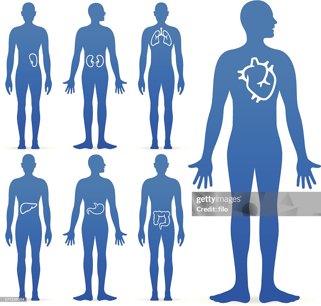 Human Internal Organs