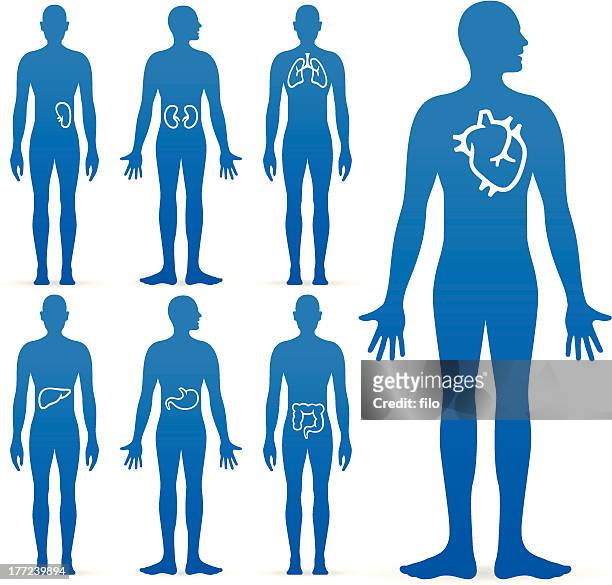 human internal organs - abdomen diagram stock illustrations