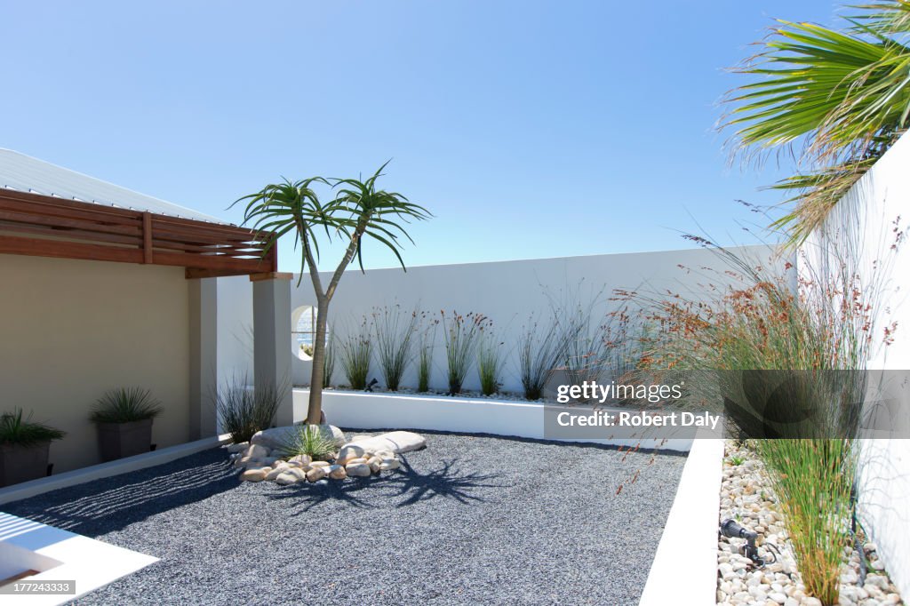 Palm tree in rock garden