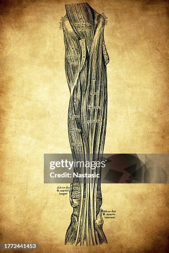 Left Inner Forearm The Muscles On The Inner Side Of The Forearm High-Res Vector Graphic ...