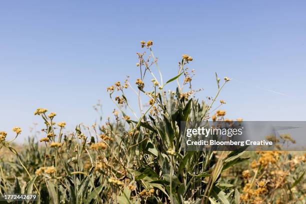 guayule plants grow in a field - rubber flowers foto e immagini stock