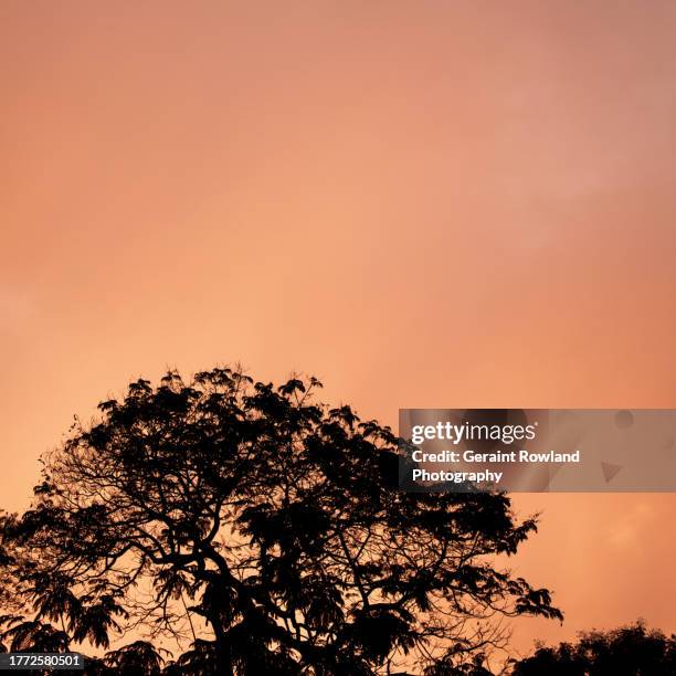 mysore zoo sunset - sunset zoo stockfoto's en -beelden
