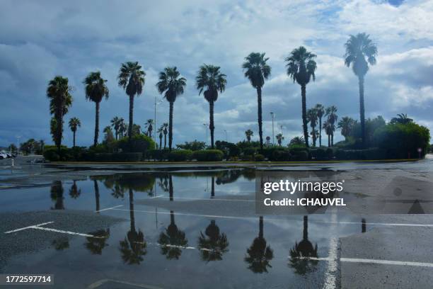 reflections of palm trees france - rainwater basin stock pictures, royalty-free photos & images