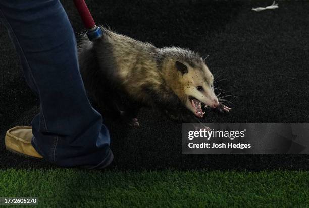 An opossum is removed from the field during the game between the TCU Horned Frogs and the Texas Tech Red Raiders at Jones AT&T Stadium on November...