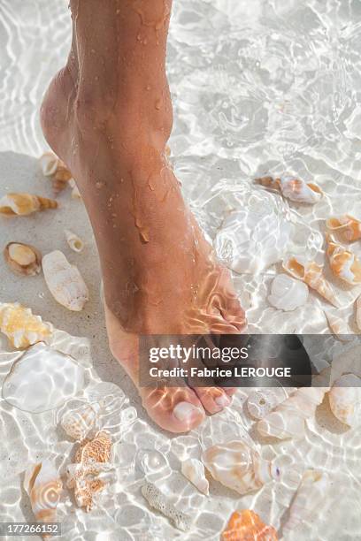 woman's foot in water with seashell on the beach - ankle deep in water stock pictures, royalty-free photos & images