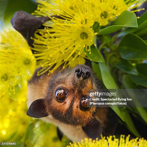 spectacled flying fox (pteropus conspicillatus) - xanthostemon chrysanthus stock pictures, royalty-free photos & images