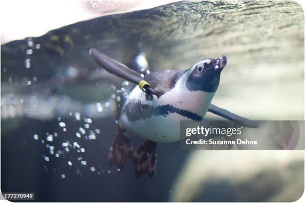 african penguin swimming - california academy of sciences stock pictures, royalty-free photos & images