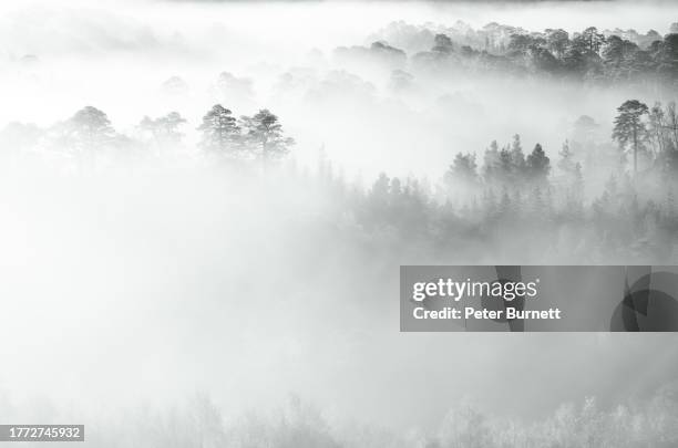 early morning autumn mist - nevoeiro imagens e fotografias de stock