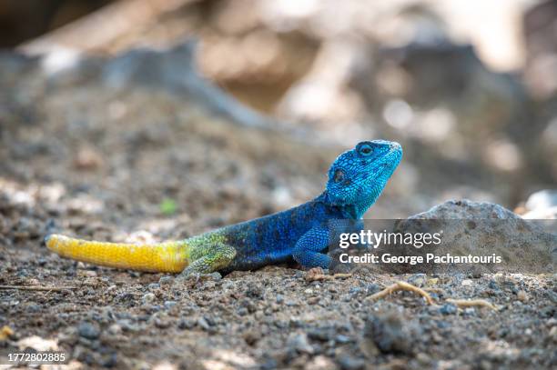 blue headed agama lizard - siedleragame stock-fotos und bilder