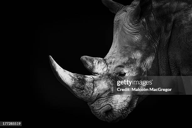 rhinoceros - rhinoceros bildbanksfoton och bilder