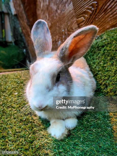 White Rabbit Facing 3,334 Rabbit Face Stock Photos, High-Res Pictures, and Images - Getty ...