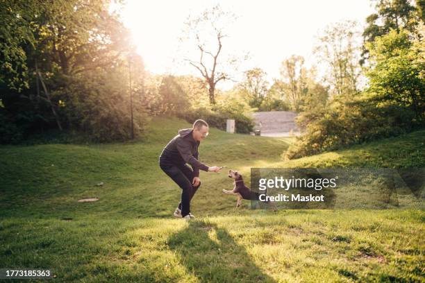 happy man playing with dog in park on sunny day - stockholm park stock pictures, royalty-free photos & images
