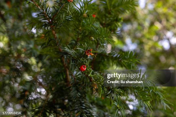 christmas tree close-up - yew needles stock pictures, royalty-free photos & images