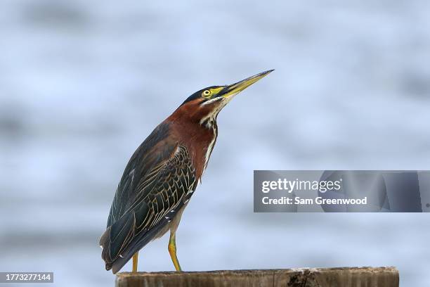 Green heron is seen on the 14th hole during the first round of the TimberTech Championship at The Old Course at Broken Sound on November 03, 2023 in...