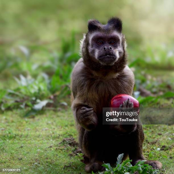 Capuchin Blocks 228 Capuchin Square Stock Photos, High-Res Pictures, and Images - Getty ...