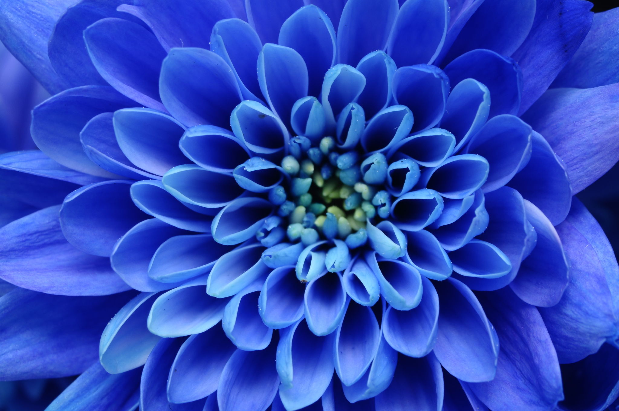 flower closeup