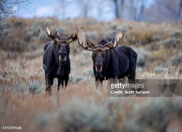 teton welcoming committee - bull moose jackson stock pictures, royalty-free photos & images