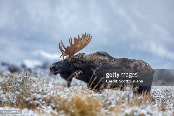 king of the sage brush - bull moose jackson stock pictures, royalty-free photos & images