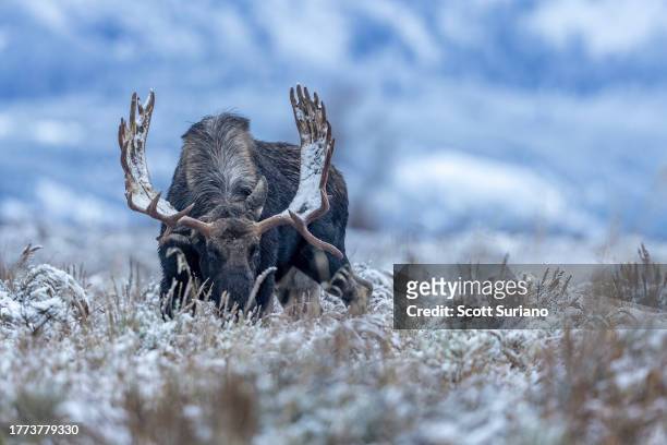 sage brush monster - bull moose jackson stock pictures, royalty-free photos & images