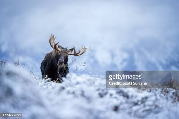 first flurries - bull moose jackson stock pictures, royalty-free photos & images