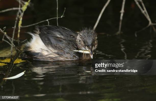 a little grebe, tachybaptus ruficollis, has just caught a stickleback fish and is about to eat it. - freshwater bird stock pictures, royalty-free photos & images