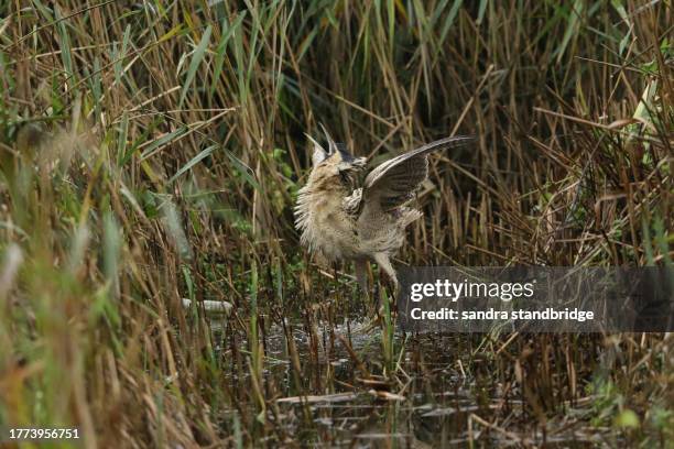 a rare hunting bittern, botaurus stellaris, is standing in a reedbed. it starts displaying by ruffling up its feathers around its neck and then violently pecking into the air. - ruffling stock pictures, royalty-free photos & images