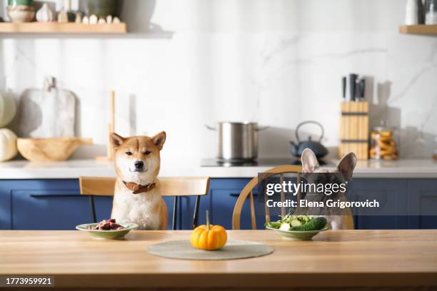 force of habit - carnivore vs vegetarian - carnivore photos et images de collection