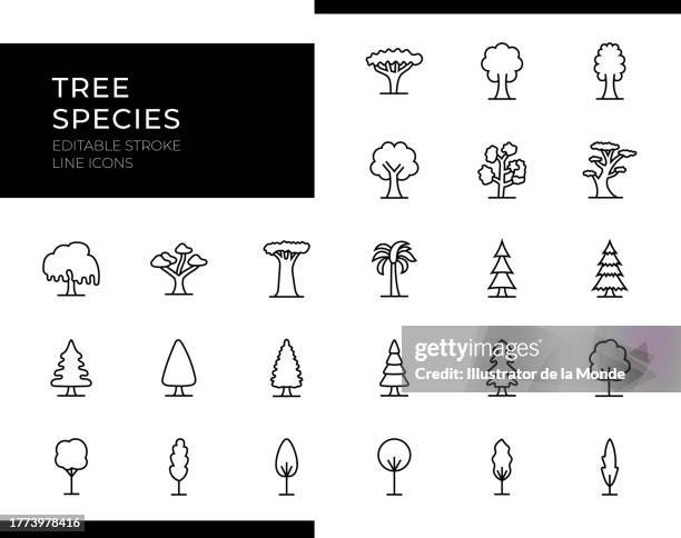 bildbanksillustrationer, clip art samt tecknat material och ikoner med tree species icons - line series - editable stroke - sykomorlönn