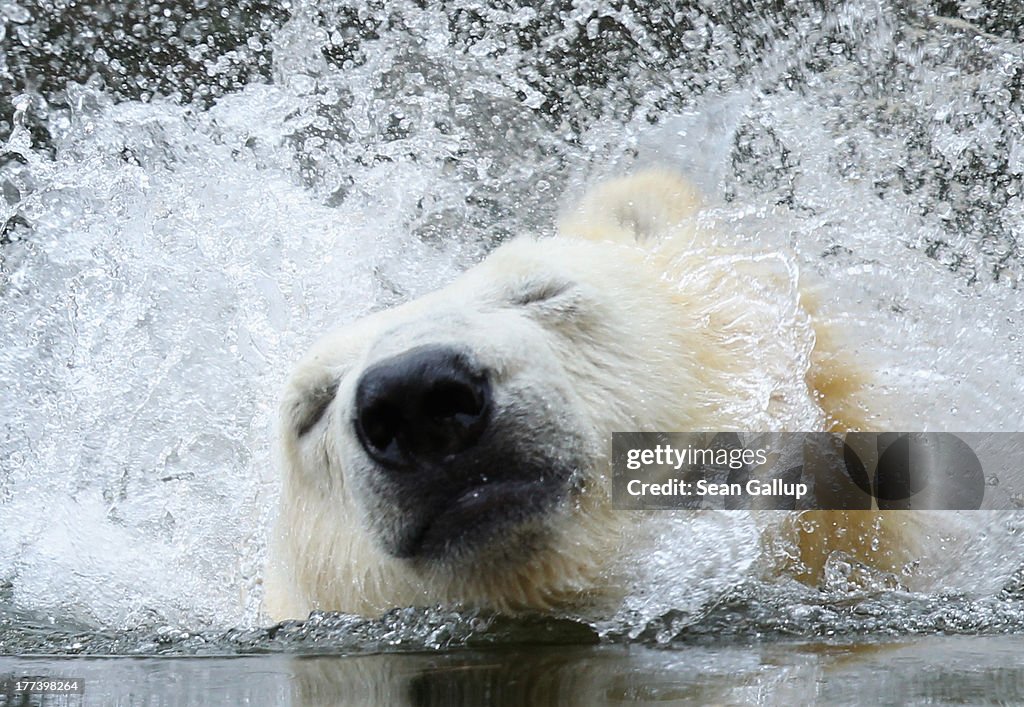 Berlin Zoo Receives New Polar Bear