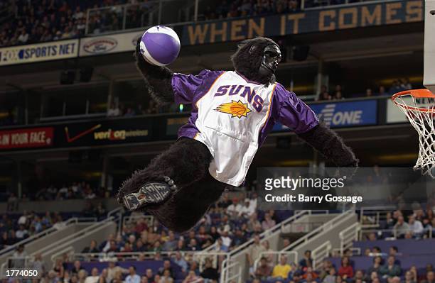 The Phoenix Suns mascot, Gorilla, dunks during the game against the Chicago Bulls at America West Arena on February 3, 2003 in Phoenix, Arizona. The...