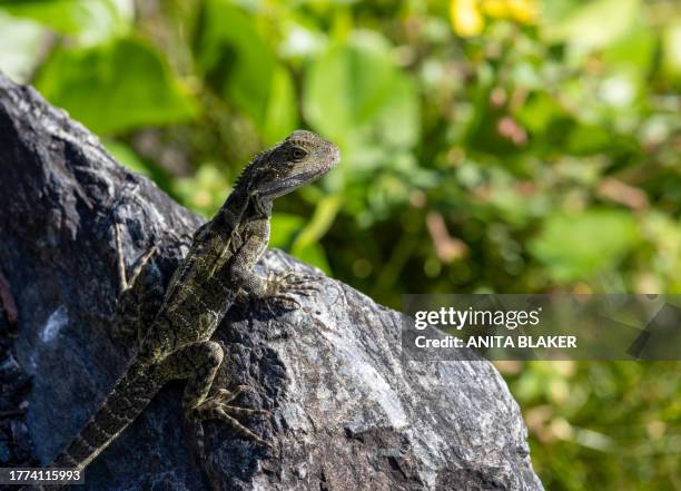 1,748 Garden Lizard Stock Photos, High-Res Pictures, and Images