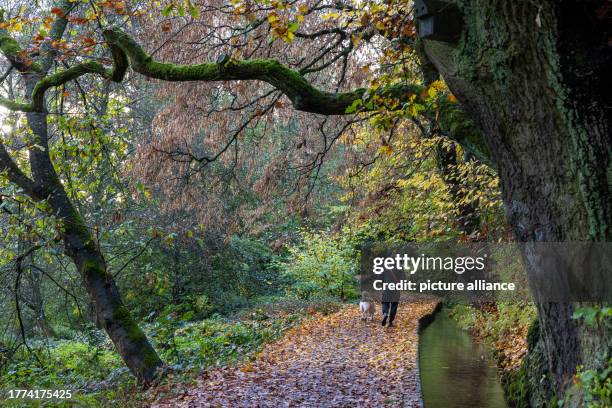 November 2023, Hesse, Oberursel: Autumnal atmosphere along the Mühlgraben in Oberursel in the Taunus, where a man walks his dog at dawn. People in...