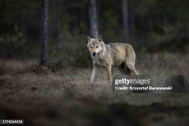 wolf photography in the swamp, northern finland - taiga imagens e fotografias de stock
