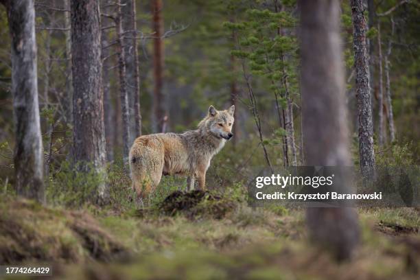wolf photography in the swamp, northern finland - wolf cub stock pictures, royalty-free photos & images