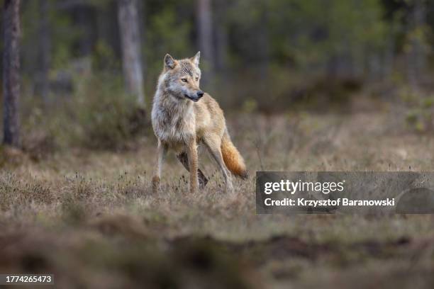 wolf photography in the swamp, northern finland - wolf stockfoto's en -beelden